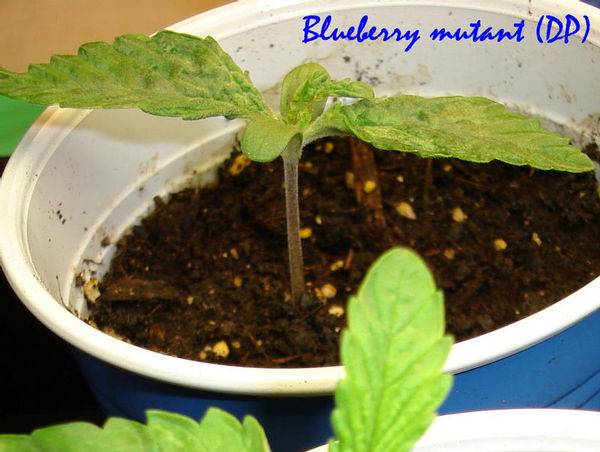 15442mutant_blueberry_DP_day_4-med.JPG