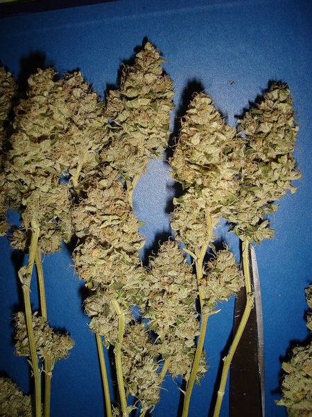 15442sour_diesel_dried-med.JPG