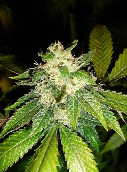 15442sour_diesel_ibl1-med.JPG