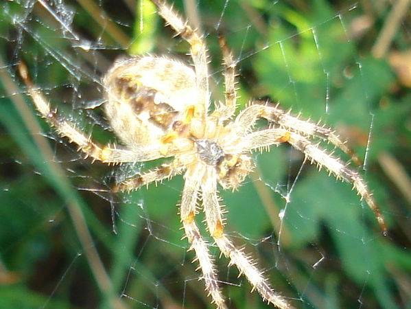 15442spider_macro-med.JPG