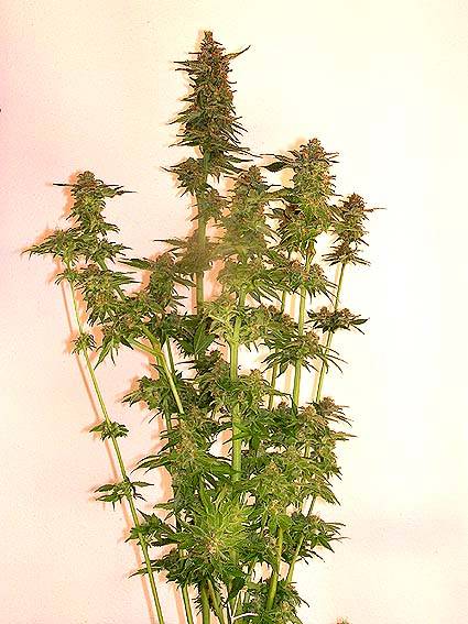 1562FullPlant72.jpg