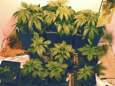 1562Grow-10-04.jpg