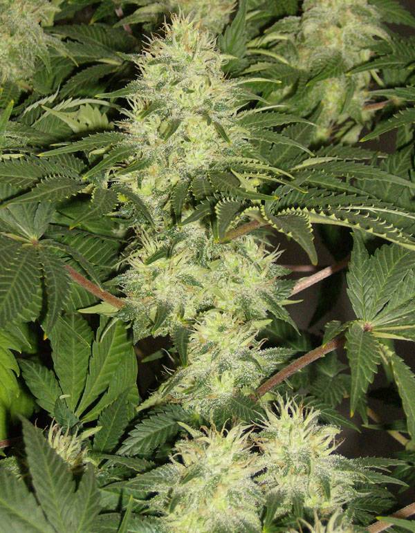 15713White_Widow_bud.jpg