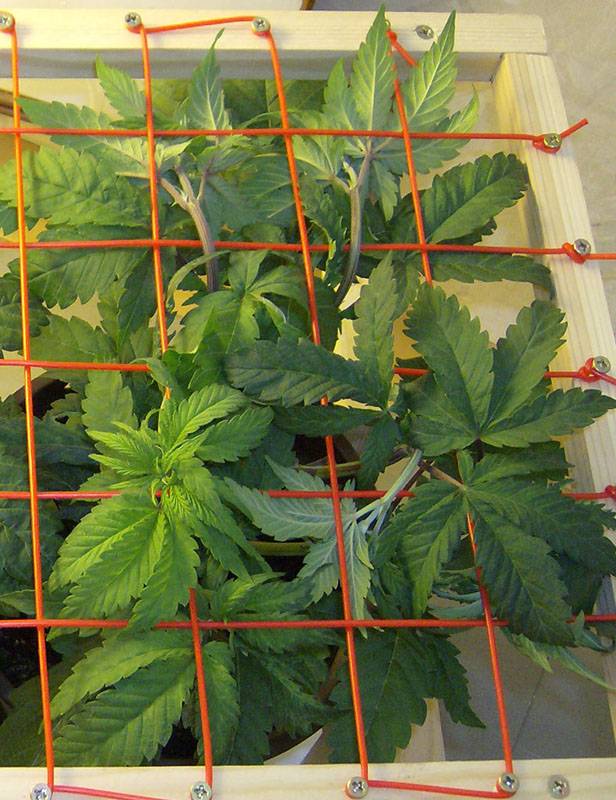 15713scrog-firstmoves.jpg