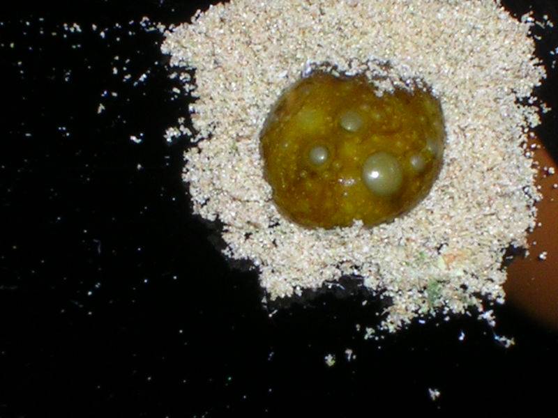 15716kief-1_2_.JPG