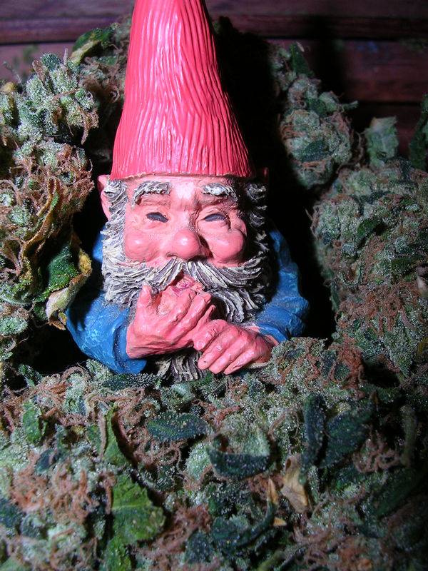 15Gnome-Sour-.JPG