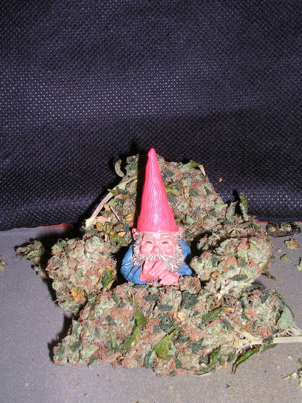 15Gnome-Sour-_1_.JPG