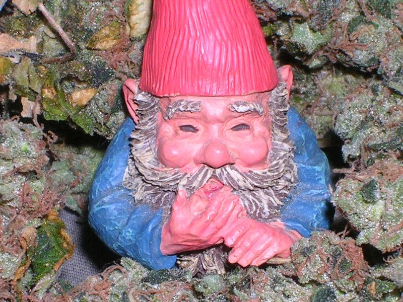 15Gnome-Sour-_2_.JPG