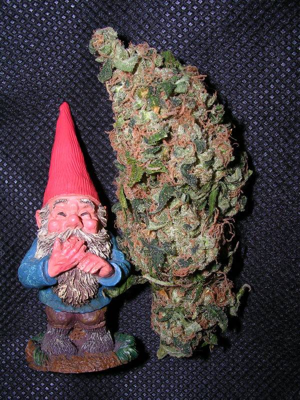 15Gnome-Sour-_3_.JPG