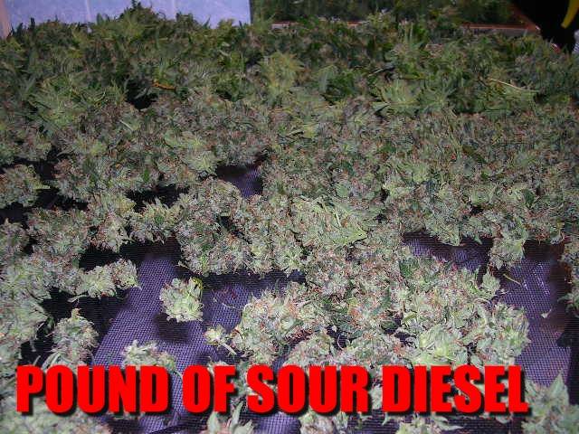 15PoundOfSourDiesel.JPG