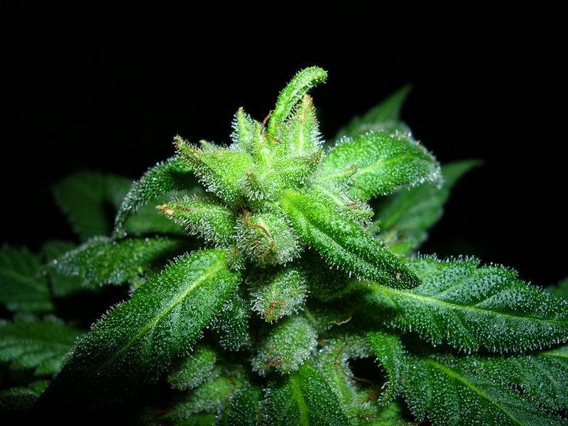 15Sour_Diesel_Seeds_II.JPG