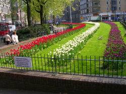 15Tulips2-thumb.JPG