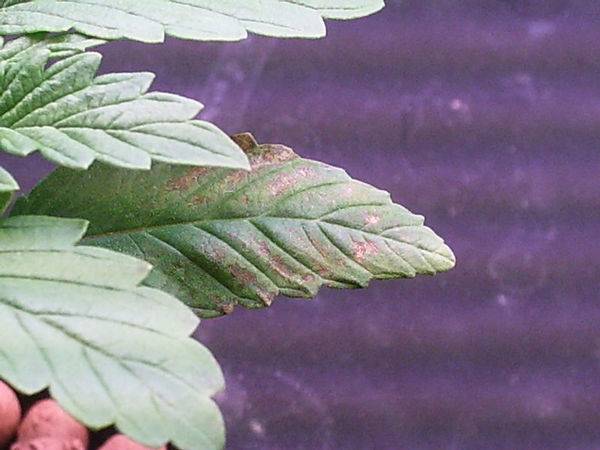 16711Bogglegum_F2_seedling_leaf_spots_2-med.JPG