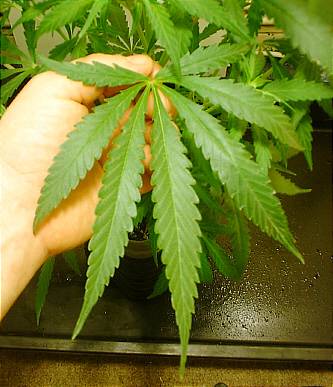 17078MLI_skunk1_pheno_leaf_15_days_12_12.jpg