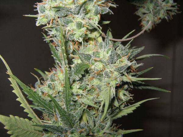 172Bogglegum_Lower_Buds-med.JPG