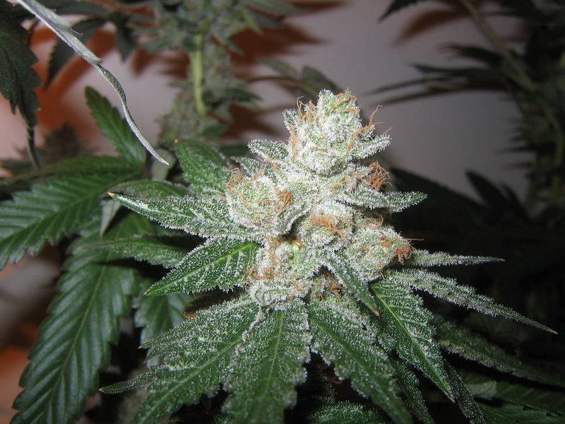 172Bubba_Lower_top_day_53.JPG