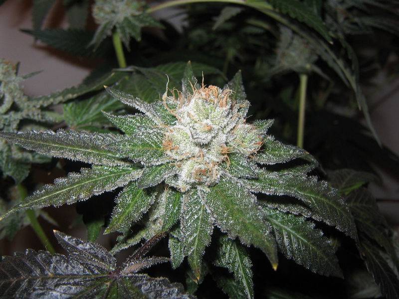 172Bubba_day_53_lower_top.JPG