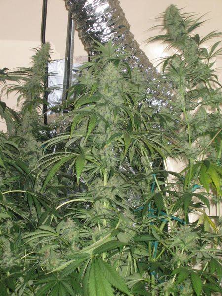 1773firstgrow-med.jpg