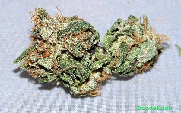 17Budda-bud-macro-med.jpg