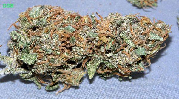 17SSH-bud-macro-med.jpg