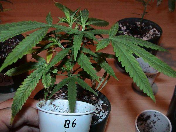 1826TMM_Clones_Healthy_79-med.JPG