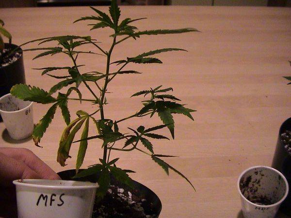 1826TMM_Clones_Healthy_83-med.JPG