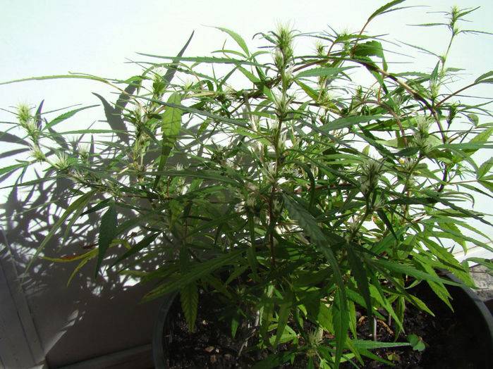 19285Sativa_1.jpg