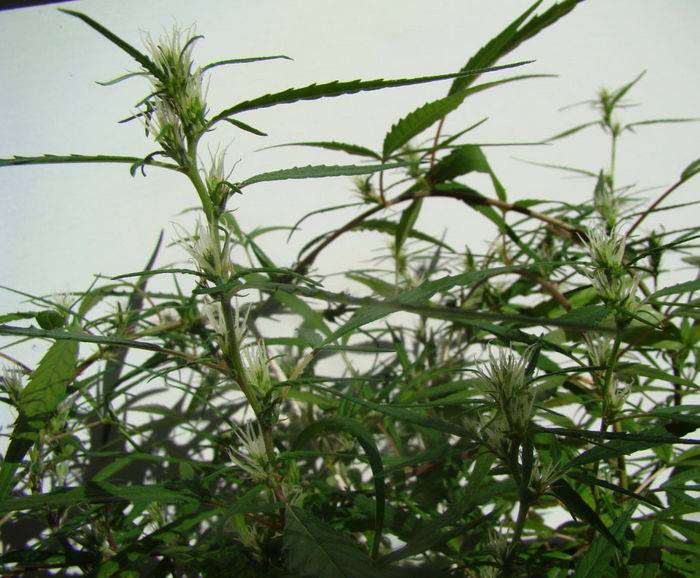 19285Sativa_2.jpg