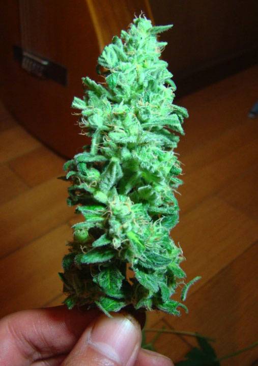 19285Top_Bud.jpg