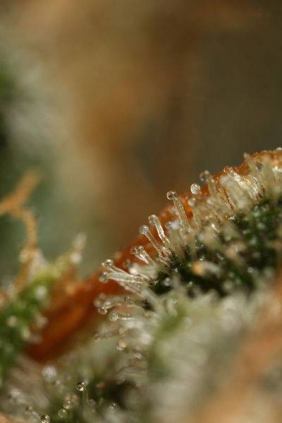 194seedsmanhaze_1558-med.jpg