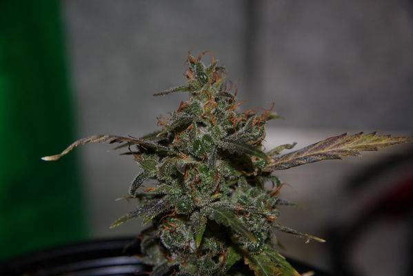 194seedsmanhaze_1636-med.jpg