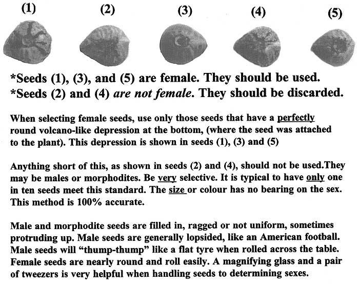 19753Sexing_Cannabis_Seeds.jpg