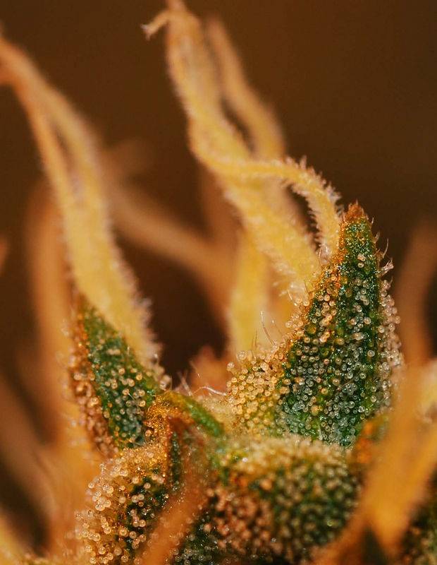 19772trichomes1.jpg