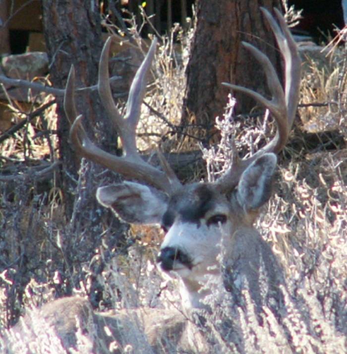 201Bigmulie.JPG