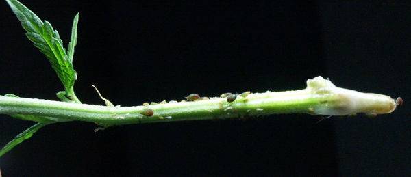 20370root-aphid02.jpg