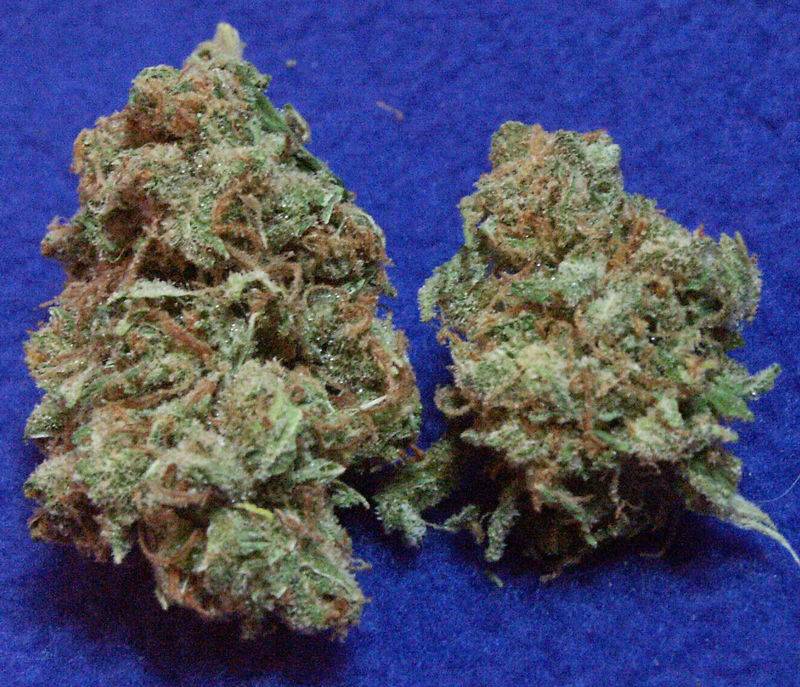 20370super-silver-haze-helpinghands1.jpg