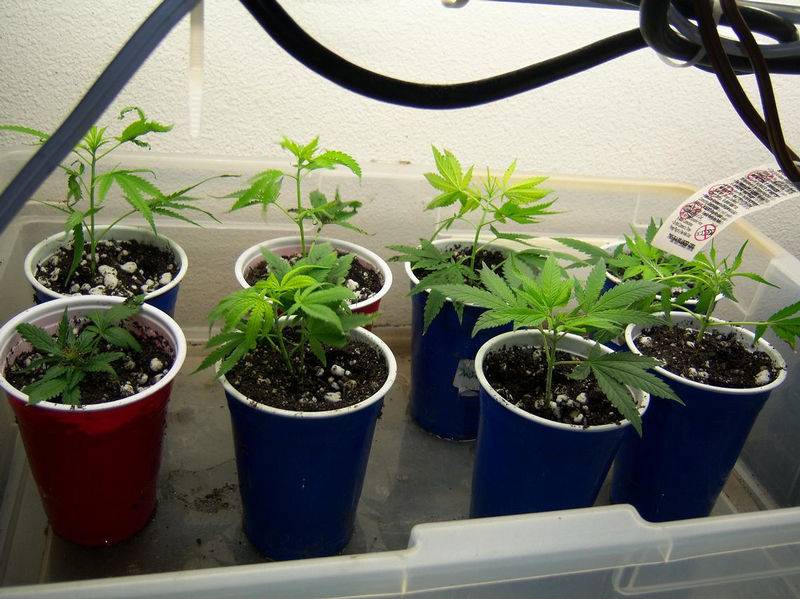 20540CLONES6-9.JPG