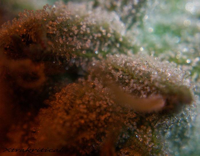 205939-days-of-Trichomes.jpg