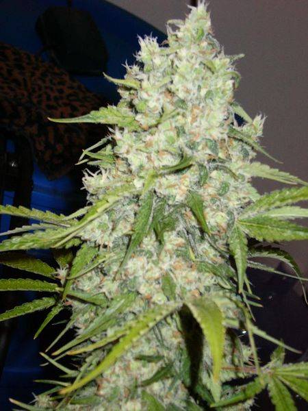 2076day54_ak1_3-med.jpg