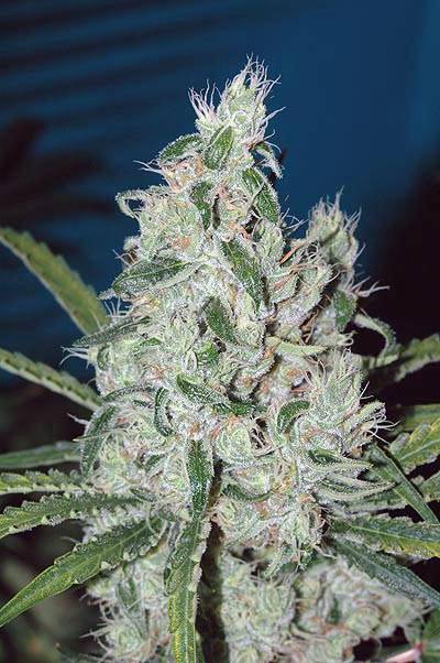 2076grow5_flowerday44_3.jpg