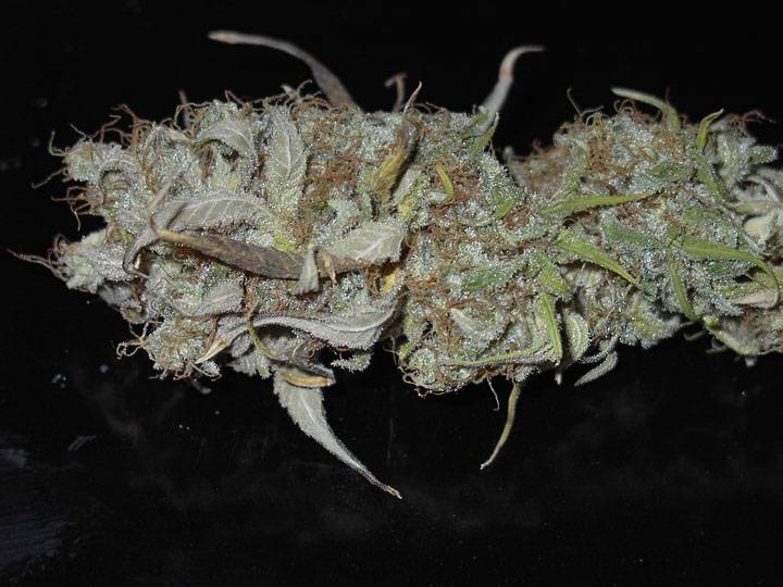 20Blueberry_dry_8-18-04-med.JPG