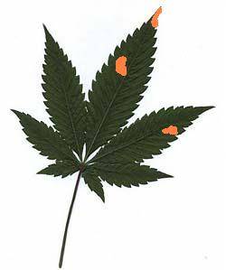 2113cannabis_leaf_indica1.jpg