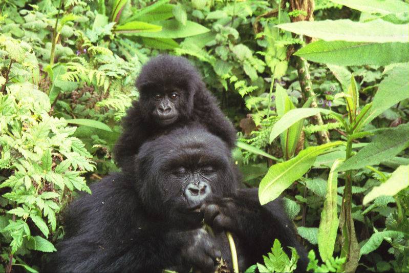 21338Gorilla_mother_and_baby_at_Volcans_National_Park.jpg