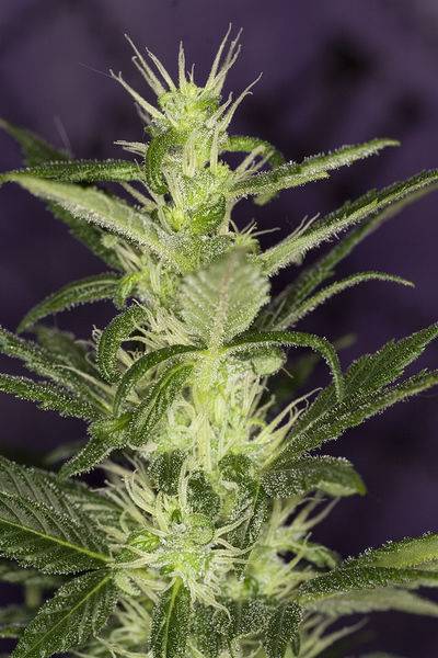 21805Amnesia-ca6w-bud.jpg