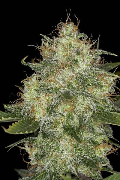 21805JackHerer-bud-1.jpg