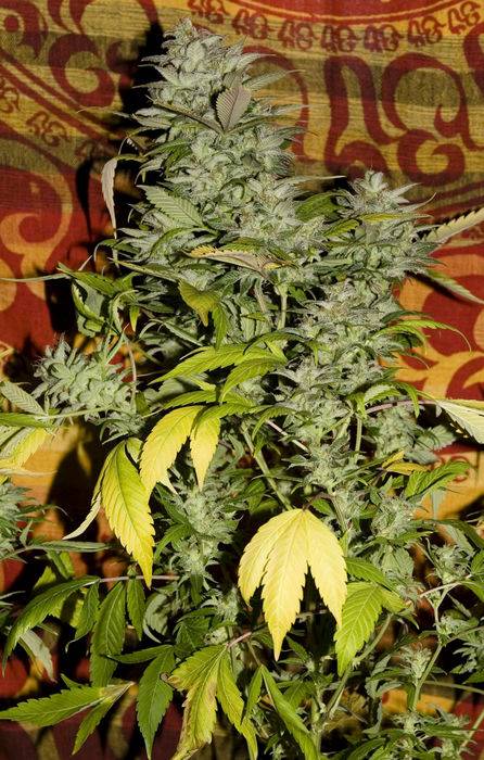 21805Jack_Herer-bt68-plant.jpg