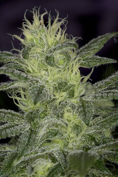 21805Jack_Herer-ca6w-bud.jpg