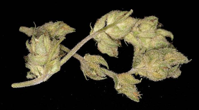 21805shivashaze-bud.jpg