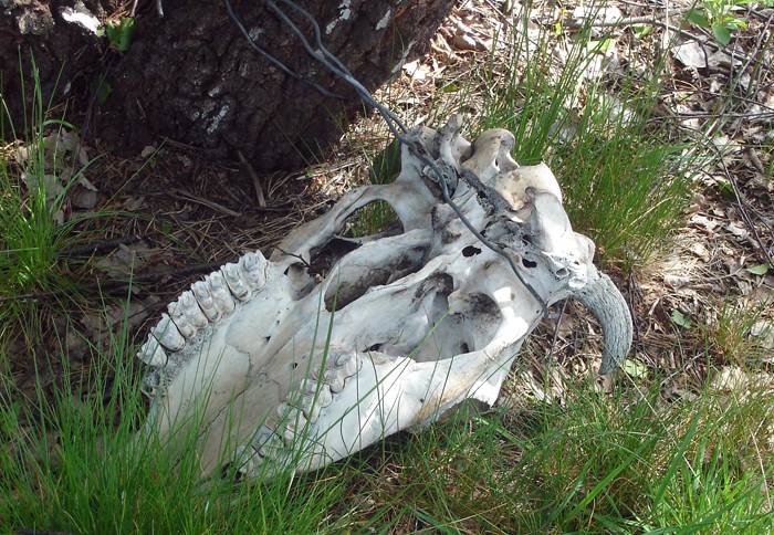 22085cow-skull.jpg