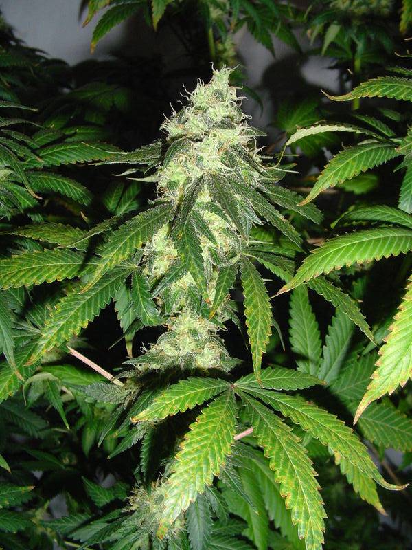 22381Bud_1.JPG